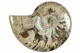 Polished Cretaceous Ammonite (Cleoniceras) Fossil - Madagascar #262123-1